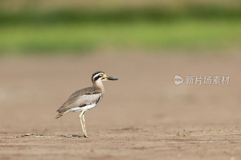 涉禽，成年大厚膝鹬(Esacus recurvirostris)，也被称为大石鸻，